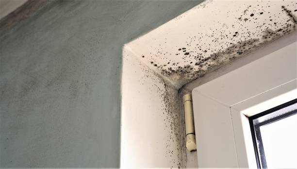 Best Real Estate Mold Inspection  in De Graff, OH