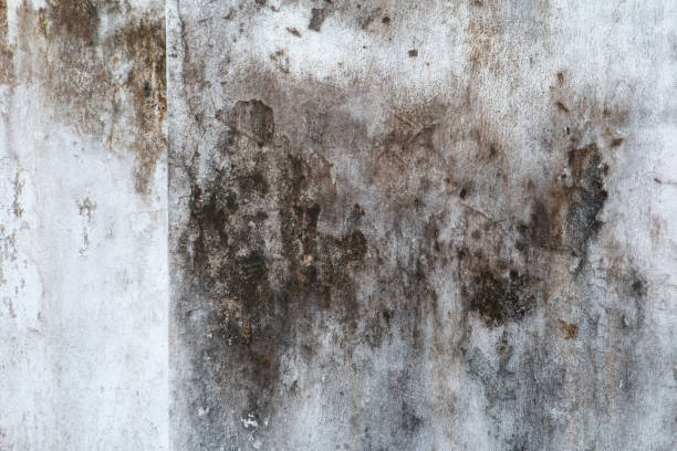 Trusted De Graff, OH Mold Removal Experts